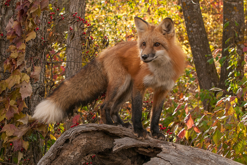 a red fox stands on a log in front of a cluster of trees that have leaves that change colors for fall